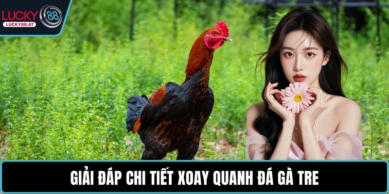 Giải đáp chi tiết xoay quanh đá gà tre