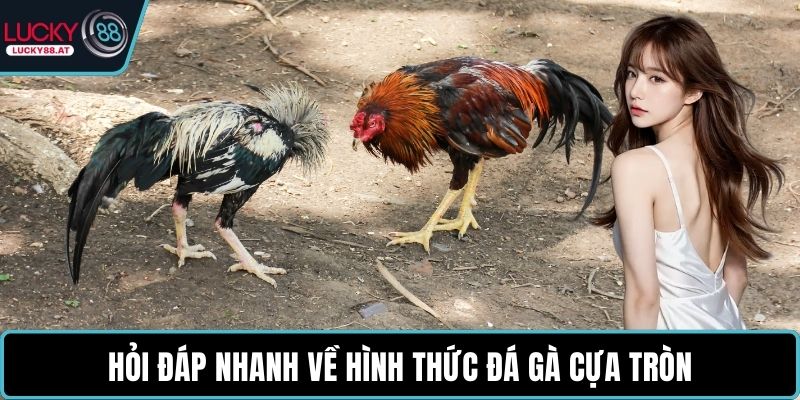 Hỏi đáp nhanh về hình thức đá gà cựa tròn